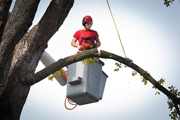 Best Tree Maintenance Programs  in St Francis, KS